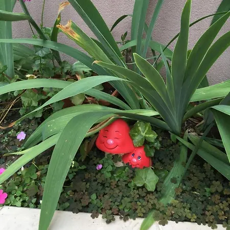 Vase Lejlighedshotel Ravda