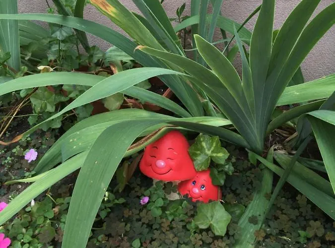 Vase Aparthotel Ravda